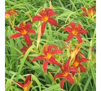 6 x Lis de jour Crimson Pirate - Hemerocallis 'Crimson Pirate' - pot 9cm x 9cm
