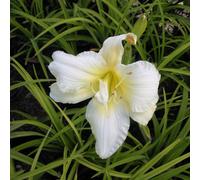 6 x Lis de jour Gentle Shepherd - Hemerocallis 'Gentle Shepherd' - pot 9cm x 9cm