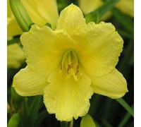 6 x Lis de jour Happy Returns - Hemerocallis 'Happy Returns' - Pot 9cm x 9cm
