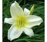 6 x Lis de jour Ice Carnival - Hemerocallis 'Ice Carnival' - pot 9cm x 9cm