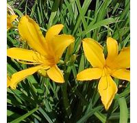 6 x Lis de jour jaune citron - Hemerocallis citrina - Pot 9cm x 9cm