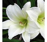 6 x Lis de jour Light The Way - Hemerocallis 'Light The Way' - pot 9cm x 9cm