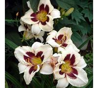 6 x Lis de jour Moonlit Masquerade - Hemerocallis 'Moon Masquerade' - pot 9cm x 9cm