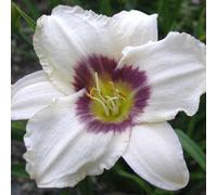 6 x Lis de jour Pandora's Box - Hemerocallis 'Pandora'S Box' - pot 9cm x 9cm