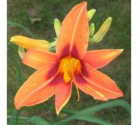 6 x Lis de jour Rajah - Hemerocallis 'Rajah' - pot 9cm x 9cm