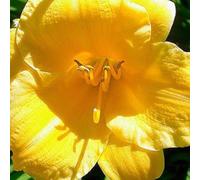 6 x Lis de jour Stella de Oro - Hemerocallis 'Stella De Oro' - pot 9cm x 9cm
