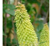6 x Lis de torche Green Jade - Kniphofia 'Green Jade' - pot 9cm x 9cm