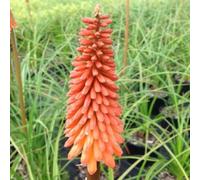 6 x Lis de torche Nancy's Red - Kniphofia 'Nancy's Red' - pot 9cm x 9cm