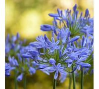6 x Lis décoratif 'Blue Giant' - Agapanthus africanus 'Blue Giant' - pot 9cm x 9cm