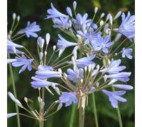 6 x Lis décoratif Peter Pan - Agapanthus 'Peter Pan' - pot 9cm x 9cm