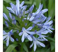 6 x Lis d'ornement - Agapanthus africanus - Pot 9cm x 9cm