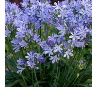 6 x Lis d'ornement - Agapanthus africanus 'Wolga' - pot 9cm x 9cm
