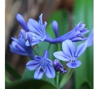 6 x Lis d'ornement 'Brillant Blue' - Agapanthus 'Brillant Blue'® - pot 9cm x 9cm