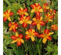 6 x Lis d'un jour, Hémérocalle 'Frans Hals' - Hemerocallis 'Frans Hals' - Godet 9x9cm - Fleurs bicolores, floraison estivale, bordures