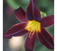 6 x lis d'un jour, hémérocalle - hemerocallis 'american revolution' - godet 9x9