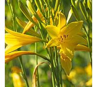 6 x Lis d'un jour, Hémérocalle - Hemerocallis Lilioasphodelus - Godet 9x9cm - Fleurs jaunes pâles, floraison estivale, massifs