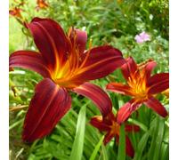 6 x lis d'un jour, hémérocalle - hemerocallis 'sammy russell' - godet 9x9 cm