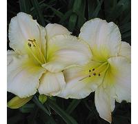 6 x lis d'un jour - hemerocallis 'arctic snow' - godet 9x9 cm