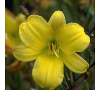 6 x lis d'un jour - hemerocallis 'corky' - godet 9x9 cm