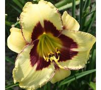 6 x lis d'un jour - hemerocallis 'el desperado' - godet 9x9 cm
