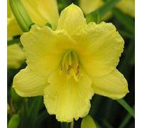 6 x lis d'un jour - hemerocallis 'happy returns' - godet 9x9 cm