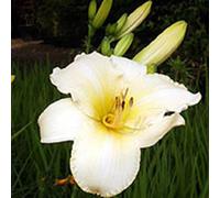 6 x lis d'un jour - hemerocallis 'helle berlinerin' - godet 9x9 cm