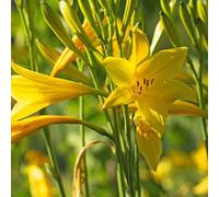 6 x lis d'un jour - hemerocallis lilioasphodelus - godet 9x9 cm