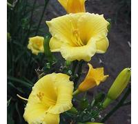 6 x lis d'un jour - hemerocallis 'mini stella' - godet 9x9 cm