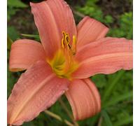 6 x lis d'un jour - hemerocallis 'pink damask' - godet 9x9 cm