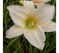 6 x lis d'un jour - hemerocallis 'serena madonna' - godet 9x9 cm