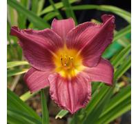 6 x lis d'un jour - hemerocallis 'summer wine' - godet 9x9 cm