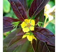 6 x Lisière Firecracker - Lysimachia ciliata 'Firecracker' - pot 9cm x 9cm