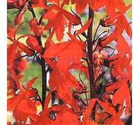 6 x Lobelia Queen Victoria - Lobelia 'Queen Victoria' - pot 9cm x 9cm