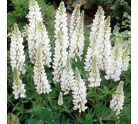 6 x lupin - lupinus 'noble maiden' - godet 9x9 cm