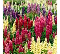 6 x Lupin - Lupinus Russell Hybrids - Godet 9x9cm - Divers, érigé, soleil, drainé