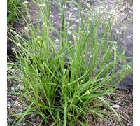 6 x luzule blanche - luzula nivea - godet 9x9 cm