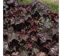 6 x Luzule pourpre - Heuchera macrantha 'Palace Purple' - pot 9cm x 9cm
