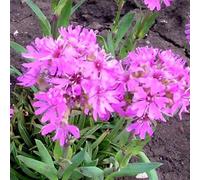 6 x lychnis des alpes - lychnis alpina - godet 9x9 cm