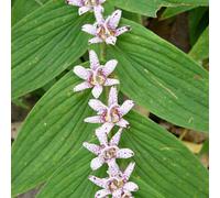 6 x Lys crapaud japonais - Tricyrtis hirta - pot 9cm x 9cm