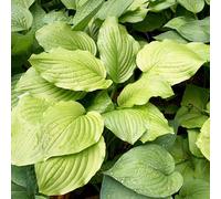 6 x Lys Funkia Honeybells - Hosta 'Honeybells' - pot 9cm x 9cm