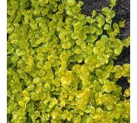 6 x lysimachia nummularia 'aurea' - godet 9x9 cm