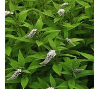 6 x lysimaque de chine - lysimachia clethroides - godet 9x9 cm