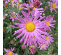 6 x marguerite d'automne - chrysanthemum 'clara curtis' - godet 9x9 cm