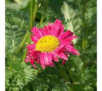 6 x Marguerite multicolore - Tanacetum 'James Kelway' - Pot 9cm x 9cm