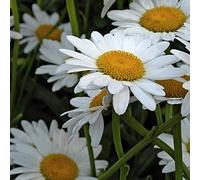 6 x Marguerite Polaris - Leucanthemum 'Polaris' - pot 9cm x 9cm