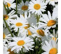 6 x Marguerite princesse d'argent - Leucanthemum 'Silberprinzesschen' - pot 9cm x 9cm