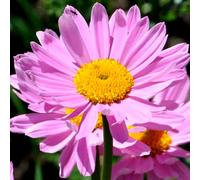 6 x Marguerite Robinsons Rosa - Tanacetum 'Robinson's Rose' - pot 9cm x 9cm