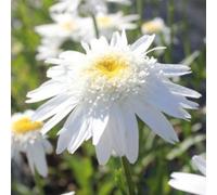 6 x Marguerite Wirral Supreme - Leucanthemum 'Wirral Supreme' - pot 9cm x 9cm