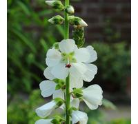 6 x Mauve des prairies - Sidalcea candida - pot 9cm x 9cm