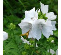 6 x mauve musquée - malva moschata 'alba' - godet 9x9 cm